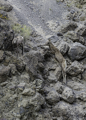 大角羊(Ovis canadensis)是一种原产于北美的绵羊，在怀俄明州的黄石国家公园发现。在几乎垂直的岩壁上行走和跳跃。