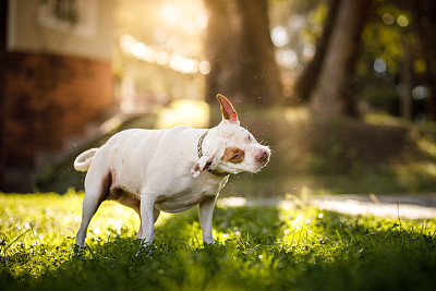 比特犬在摇晃自己