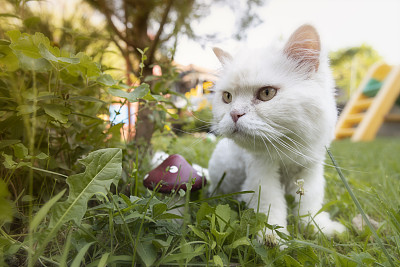 一只白猫在花园里散步。住在房子里的家猫。