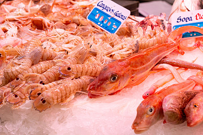 西班牙瓦伦西亚的螳螂(螳螂虾)
