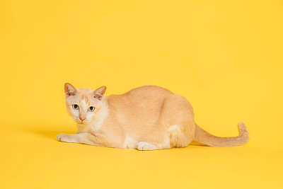 小猫