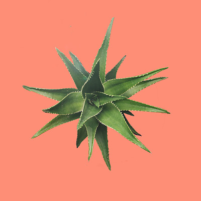 芦荟汁