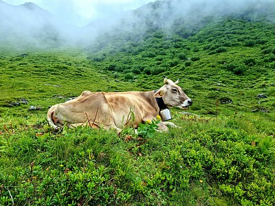 阿尔卑斯山的瑞士奶牛