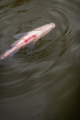 在比利时根特的莱河，受伤的鱼倒挂着死去