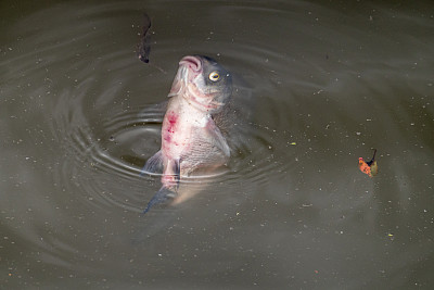 比利时根特的莱河，受伤的鱼正在死去