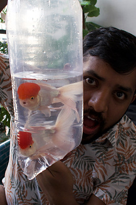 红帽橙扇尾金鱼的特写图像在透明的塑料袋，由人拿着检查损坏，准备释放到阳台池塘