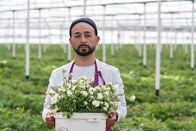 成人花匠在毛茛温室工作的照片