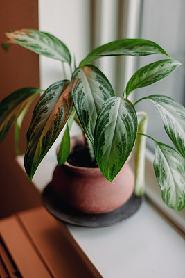 室内植物