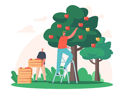 农夫把苹果摘到木箱上。在碧桂园从绿树上收获成熟果实的男性园丁特征