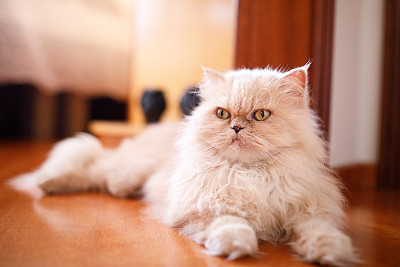 小猫