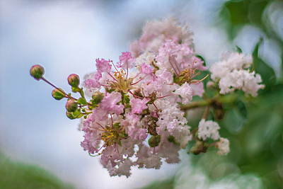 夏天的紫丁香或山百合或蝴蝶丛或橙眼开花植物，纯白色的小花，锥形穗上，周围有长绿叶，深绿色至浅绿色的叶