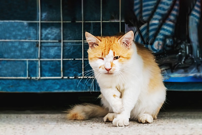 小猫