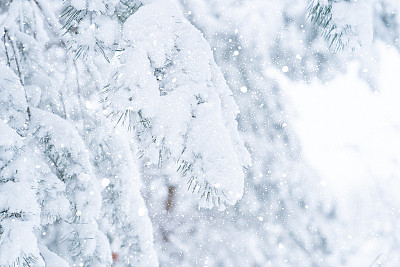 冬天的景色——结了霜的松枝上覆盖着一层雪。森林里的冬天