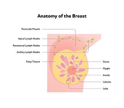 人体乳房解剖图。矢量平面医学插图。在白色背景上孤立的文本的前视图截面图。为医疗、科学、教育而设计。
