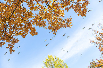 天空中有一群大雁。黄色的秋叶映衬着蓝色的天空。秋天的本性。副本的空间。