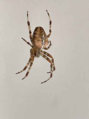 特写图片:欧洲花园蜘蛛悬挂在看不见的丝线上，英国十字蜘蛛/ orbweaver蜘蛛/冠冕蜘蛛开始织网，白色背景，聚焦前景