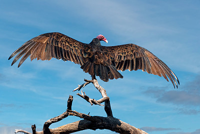 土耳其秃鹫栖息在一棵死树上