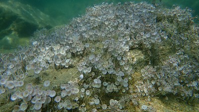 绿藻髋臼海底，爱琴海，希腊，Halkidiki