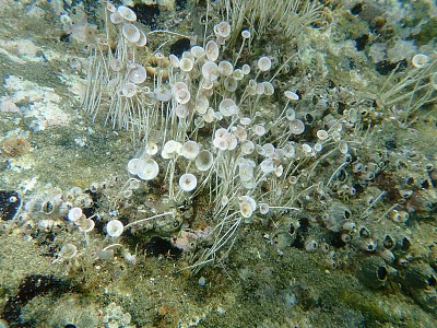 绿藻髋臼海底，爱琴海，希腊，Halkidiki