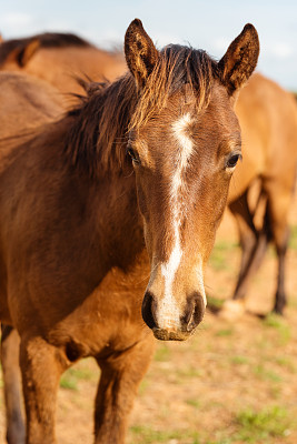 阳光明媚的早晨，几匹马一起站在牧场上
