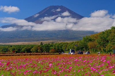 樱花盛开的富士山