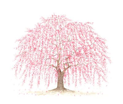 哭泣的樱桃树的水彩插图