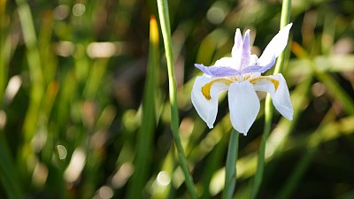 白色鸢尾花盛开，园艺在加利福尼亚，美国。娇嫩的花朵在春天的清晨花园里盛开，花瓣上沁出露珠。春天的植物群在软焦点。自然植物近距离背景