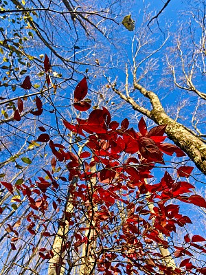 马萨诸塞州北安多弗的科奇切维克湖附近的北安多弗保护区里的Rea’s池塘边美丽的秋天树叶