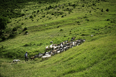 意大利阿布鲁佐的牧羊人和山羊
