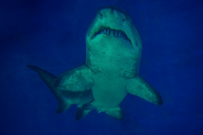 水下长着锋利牙齿的大鲨鱼。