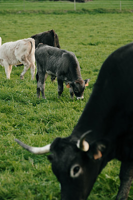 奶牛在绿色的草地上吃草