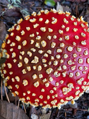 飞木耳蘑菇红生长在森林中。