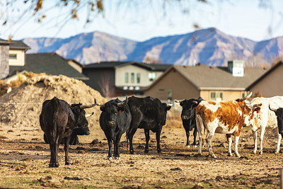 牛群和家庭肉牛西部科罗拉多州畜栏牲畜旁边的住宅分区城市蔓延背景照片系列