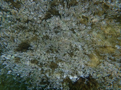 绿藻髋臼海底，爱琴海，希腊
