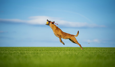 牧羊犬