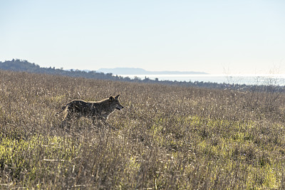 土狼(Canis latrans)在圣巴巴拉以上的圣马科斯山麓自然保护区。