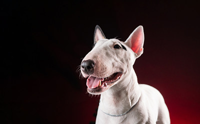斯塔福德郡斗牛犬