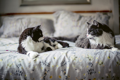 两只猫躺在床上，互相看着对方