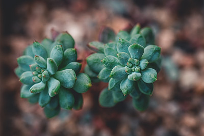 肉质植物放大照相