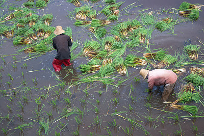 上午，两名农民在使用传统灌溉系统的稻田里收割和准备水稻种子，从上往下拍摄。
