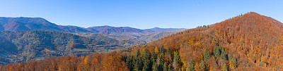 秋季落叶林顶视图，自然背景或纹理。