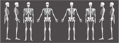 人体前后侧视图，有两条手臂，包括腹侧视图、侧视图和背侧视图。一组在白色背景上隔离的灰度平面现实概念的解剖向量插图