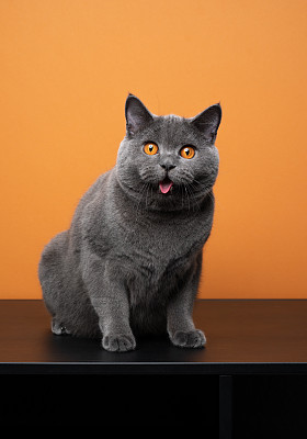 纯种猫