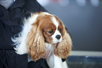 查理王小猎犬
