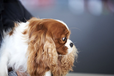 查理王小猎犬