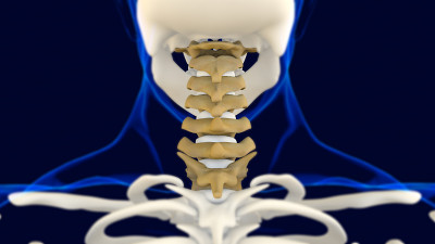 颈椎人体骨骼脊柱解剖三维医学概念