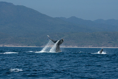 在一个阳光明媚的日子里，在墨西哥哈利斯科港附近的班德拉斯湾，座头鲸尾巴上的吸虫和另一只座头鲸的胸鳍