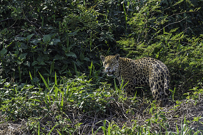 美洲虎(Panthera onca)是一种大型猫科动物，是美洲虎属猫科动物，是美洲唯一现存的美洲虎物种，在巴西潘塔纳尔发现。沿着河边打猎。散步。