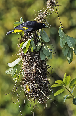 黄背驼峰(Cacicus cela)是一种雀形目鸟类，在巴西潘塔纳尔发现的新世界黄鹂科。巢。