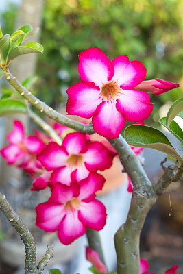 泰国粉红杜鹃花的特写